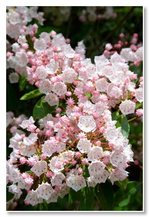 Mountain Laurel