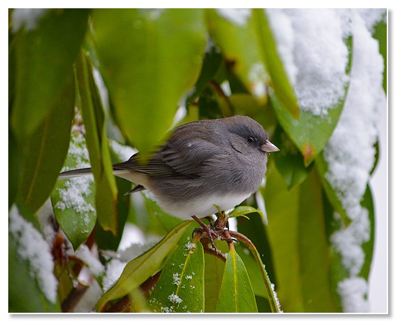 Slate Colored Junco