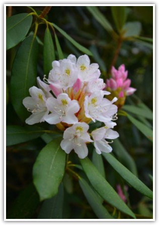 Native Rhododendron